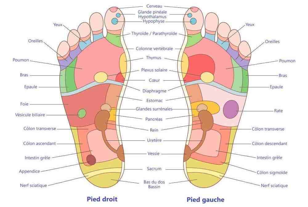 Réflexologie plantaire carte gratuite